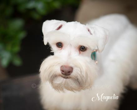 White chocolate 2024 miniature schnauzer